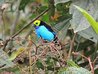 paradise_tanager