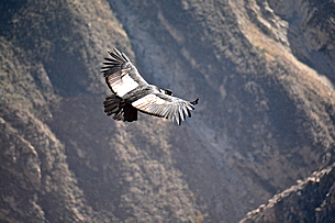 condor_ecoamericaperu