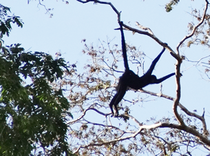 mono_araña_ecoamericaperu