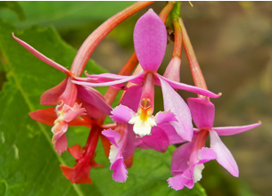 orquidea_ecoamericaperu