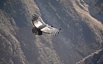 andean_condor