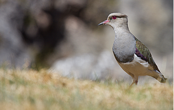 andean_plover