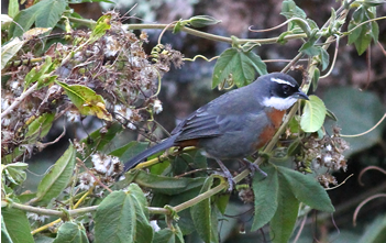 chestnut_breasted_mountain_finch