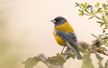 peruvian_s_finch