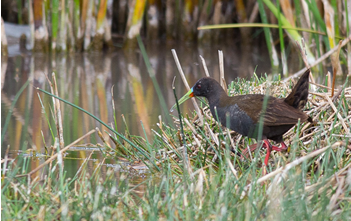 plumbeous_rail