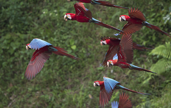 rgmacaws