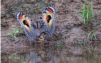 sunbittern