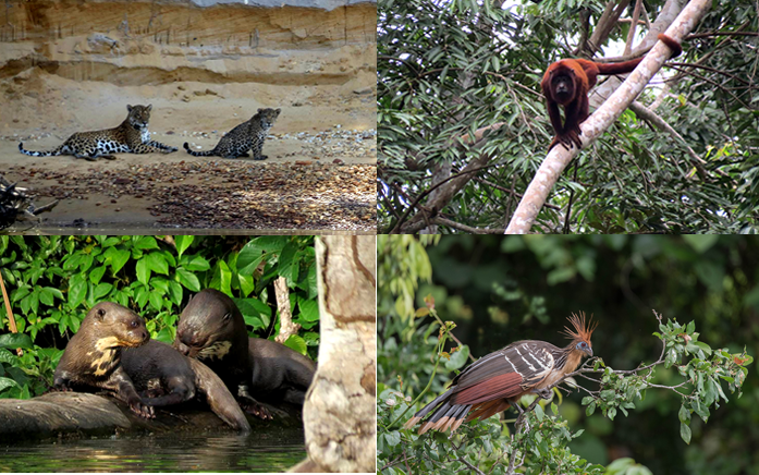 collage_ecoamericaperu