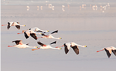 flamingos_bolivia_ecoamericaperu