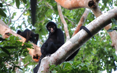 spider_monkey_ecoamericaperu