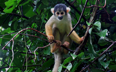 squirrel_monkey_ecoamericaperu