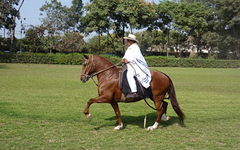 peru_horse_ecoamericaperu
