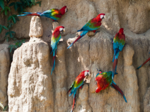 macaws800 (2)