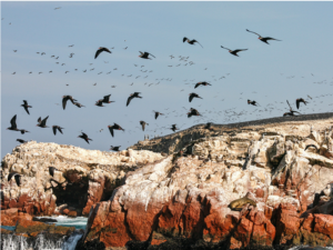 paracas800